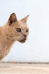Cat preparing attack, Predatory feline in stillness, Tense cat fixed on prey, Alert feline poised...
