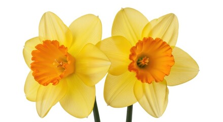 Fototapeta premium Two yellow daffodils with orange centers isolated on white background