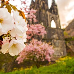 Spring blossoms and a cathedral