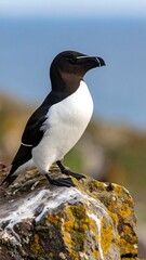 Bird with black and white plumage perches on a lichen-covered rock