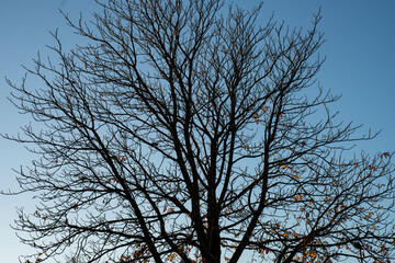 Silhouette of tree crown, against a blue sky. The last leaves are lit up by the golden light of the downgoing sun.