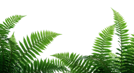 Fern fronds isolated on transparent background create a natural and fresh aesthetic for botanical designs and naturethemed projects