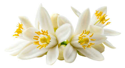 Fototapeta premium Closeup of delicate white orange blossom flowers with yellow stamens isolated on transparent background