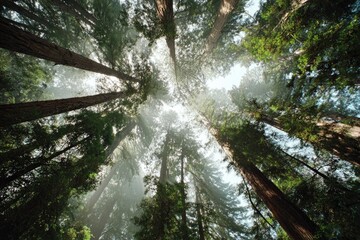 Fototapeta premium View upward through a canopy of tall trees, capturing sunlight and the sky from a low angle