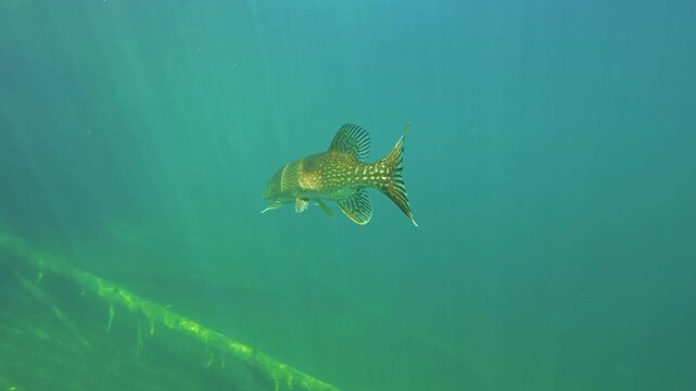 Northern pike swimming slowly in forest lake