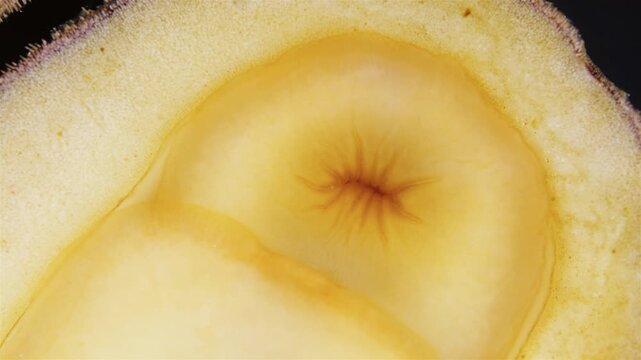 Mollusca Tonicella marmorea under microscope, order Chitonida. The video shows mouth close up. White Sea