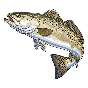 speckled trout fishing illustration logo vector image t shirt