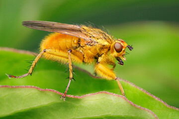 Male golden dung fly resting at the edge of a peoni leaf with blurred background and copy space