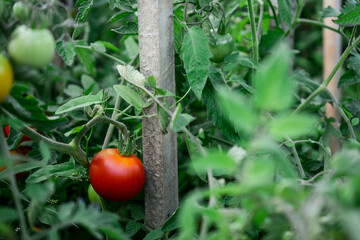 Red tomatoes in the green house, healthy and nutritious vegetables