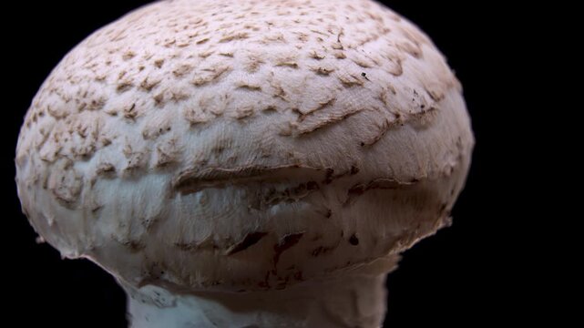 External cap texture and partial veil of a Champignon mushroom (Agaricus bisporus), Agriculture B-roll macro clip