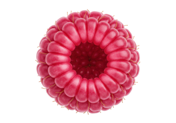 Isolated Fresh Raspberry with Juicy Texture and Sweet Taste, Bright Pink Color, Healthy Food