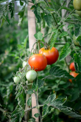 Red tomatoes in the green house, healthy and nutritious vegetables