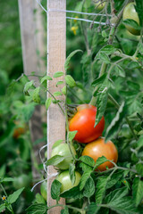 Red tomatoes in the green house, healthy and nutritious vegetables