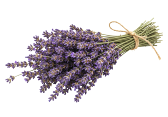 Isolated sprig of lavender tied with jute twine, aromatherapy and essential oil beauty