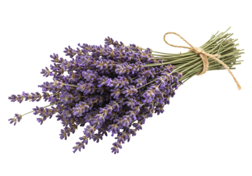 Isolated sprig of lavender tied with jute twine, aromatherapy and essential oil beauty