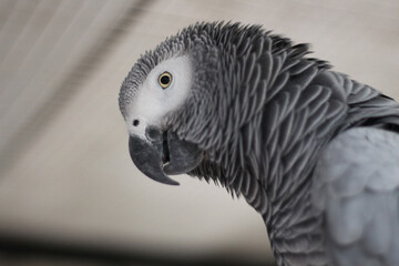 Fototapeta premium African Grey Parrot Portrait