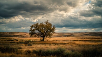Fototapeta premium Solitary deciduous tree stands amidst vast grassy plains under dramatic stormy skies