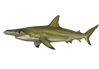 Fototapeta premium Isolated Sand tiger shark swimming on its side, an aggressive but docile elasmobranch predator