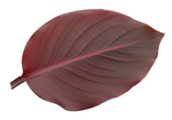 Isolated Burgundy Canna Lily Leaf, Large Veins, Textured Surface and Rounded Shape Isolate