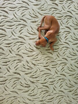 Lonely Hungarian Vizsla puppy lying on its belly with head on paws in the corner of a patterned carpet &mdash; top view, sad and quiet atmosphere
