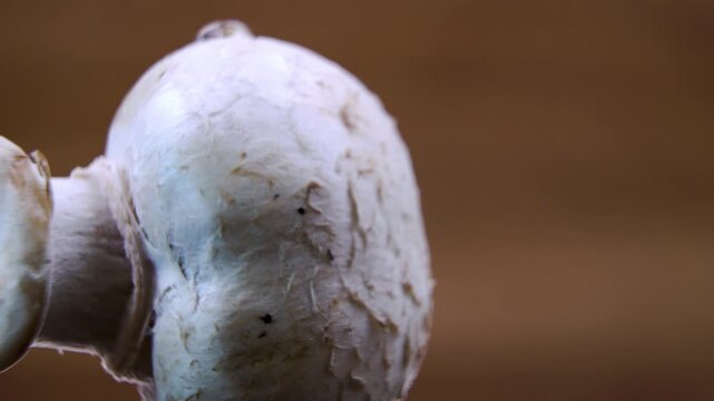 Fresh Champignon mushroom (Agaricus bisporus) with water droplets. Science macro B-roll