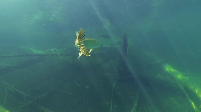 Northern pike swimming slowly in forest lake