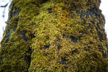 Fototapeta premium Close up of green moss covering a textured tree bark surface in a forest setting.