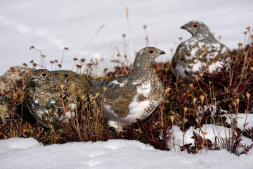 Ptarmigan in snow