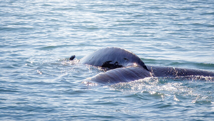 Whale Watching North Atlantic, off Akureyri, Iceland, August 2025.  Blows and Flukes on a beautiful calm summers day.  