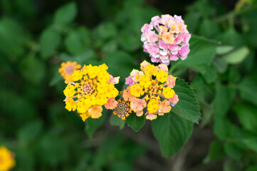 Bright yellow and pink petals attract busy pollinating insects during summer, Closeup of radiant lantana blooms surrounded by vibrant foliage on serene summer morning