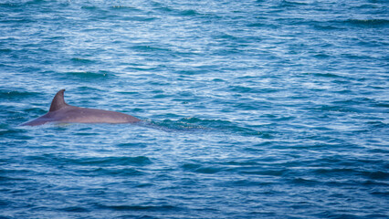 Whale Watching North Atlantic, off Akureyri, Iceland, August 2025.  Blows and Flukes on a beautiful calm summers day.  