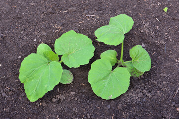 Young Squash Seedlings Growing in Dark Garden Soil