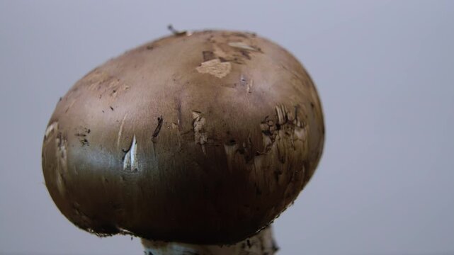 Morphology of the champignon (Agaricus bisporus): Scaly texture of the cap of a young champignon, Science Macro B-roll