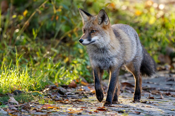 A beautiful red fox (Vulpes vulpes) walking on a path at Isonzo river mouth nature reserve, Isola della Cona, Staranzano, Gorizia province, Friuli Venezia Giulia, Italy.