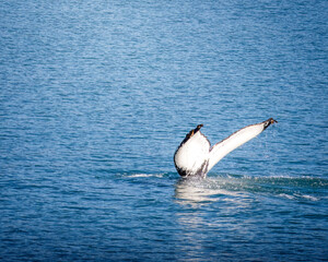 Whale Watching North Atlantic, off Akureyri, Iceland, August 2025.  Blows and Flukes on a beautiful calm summers day.  