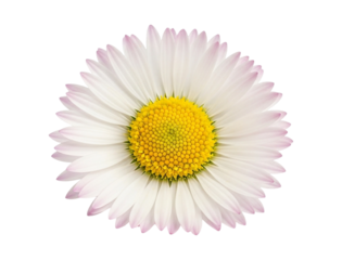 A single daisy flower with white petals and a bright yellow center, isolated on transparent background, capturing its simple elegance