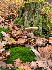 An inedible mushroom on the background of an old tree stump in the forest. Moss and oak leaves.