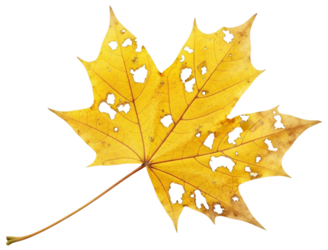 Yellow maple leaf with holes isolated on transparent background, showcasing the beauty of autumn and the cycle of nature