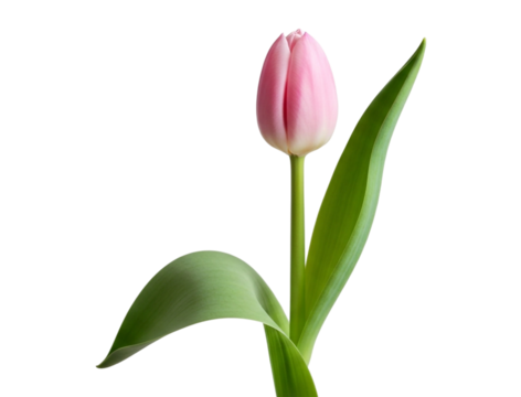 Closeup of a single pink tulip flower with green leaves isolated on transparent background, showcasing its delicate beauty and elegance
