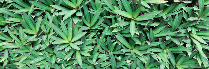 Fototapeta premium Lush textured foliage of a green tropical bush. close-up background features vibrant leaves for nature themes, jungle backgrounds, eco-friendly designs, and as a vibrant overlay. Header banner crop