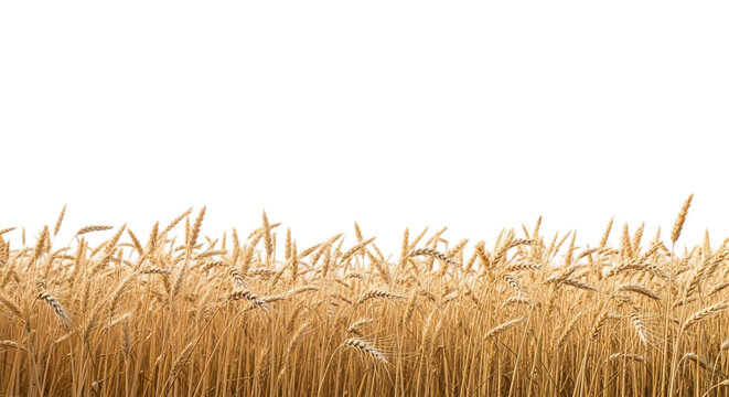 Golden wheat field isolated on transparent background, showcasing the beauty of nature and the abundance of the harvest season