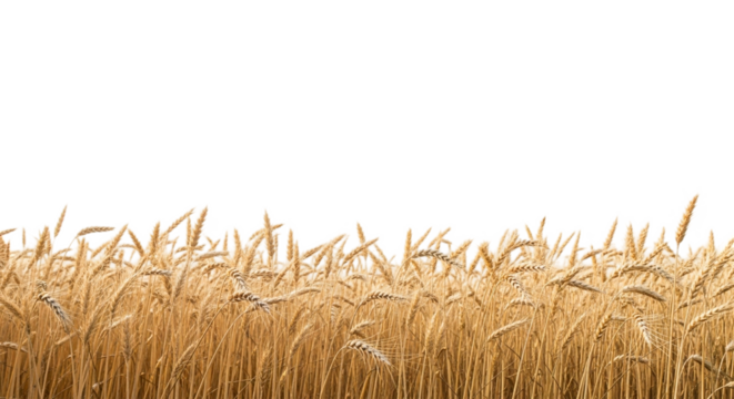 Golden wheat field isolated on transparent background, showcasing the beauty of nature and the abundance of the harvest season