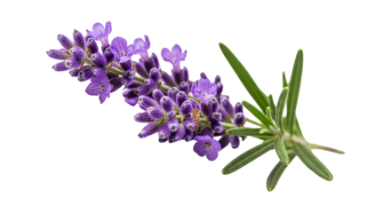 Closeup of a sprig of lavender isolated on transparent background, showcasing its delicate purple flowers and aromatic green leaves