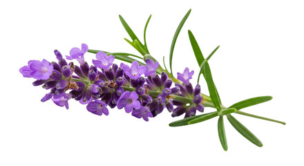 Fototapeta premium Closeup of a sprig of fragrant lavender flowers isolated on transparent background, showcasing its delicate purple petals and green leaves