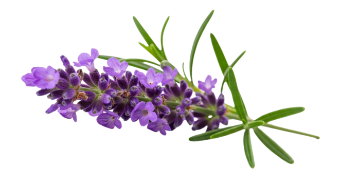 Closeup of a sprig of fragrant lavender flowers isolated on transparent background, showcasing its delicate purple petals and green leaves