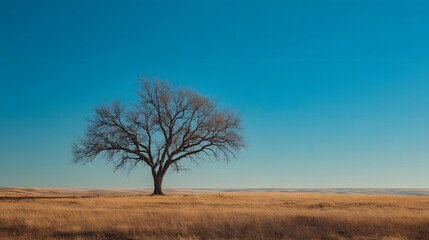 Solitary deciduous tree stands tall against a vast clear blue sky over dry grassland