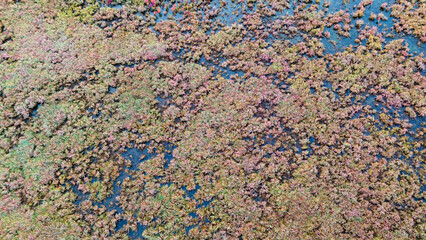 High Angle Drone Shot Marshland