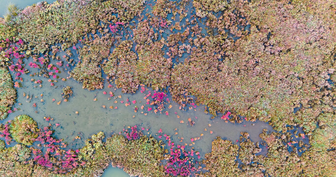 aerial photography of a salt lake delta showing a mix of turquoise water and colorful halophyte vegetation forming a unique natural landscape design