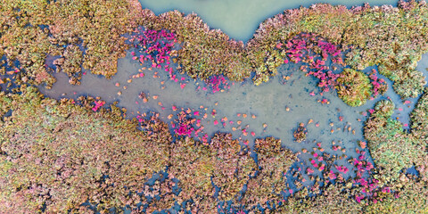 top down view of intricate water channels winding through a field of pink and green marsh plants in a protected bird sanctuary wetland area