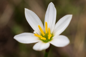 white rain lily